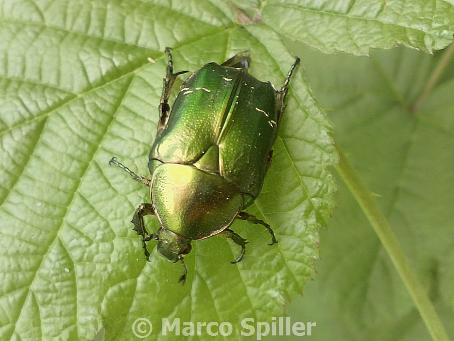 Cetonia aurata
